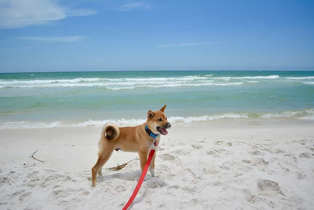 Taking FIDO on vacation In Destin Florida